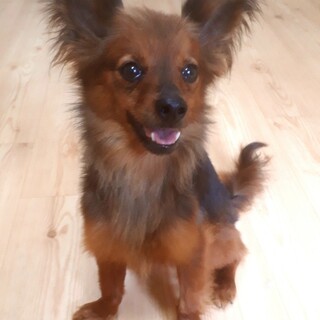 チワワのような顔立ちの女の子、メルモちゃん♪