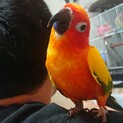 コガネメキシコインコ里親募集