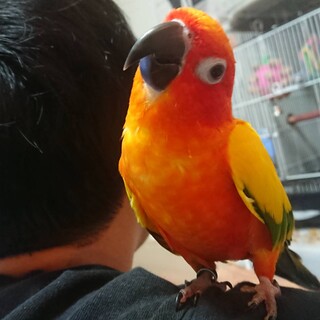 コガネメキシコインコ里親募集