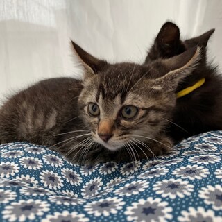 正式譲渡となりました