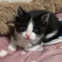ショコラ