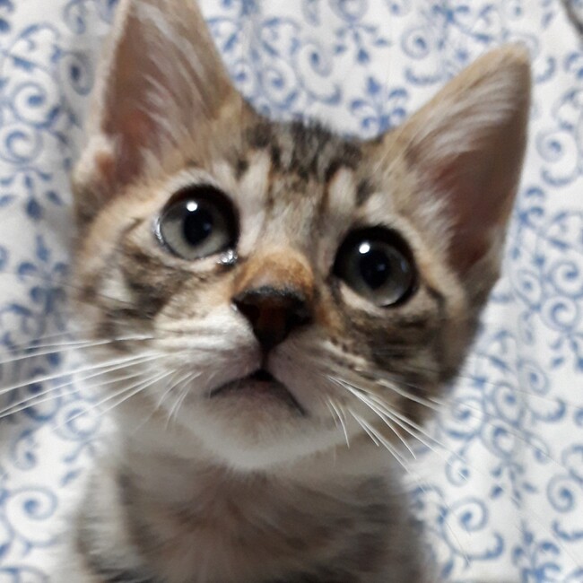 はこねこＴＮＲ（ここぼら　おだねこTNR　共有）のカバー写真