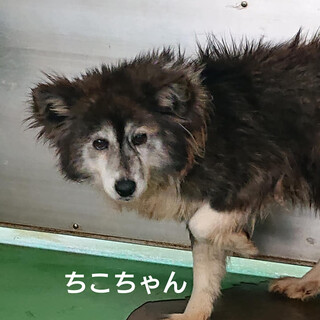 【感謝】繋がります！野犬女子ちこちゃん