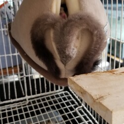 尻尾が・・・可愛い