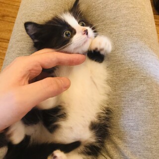 生後1ヵ月・デイドラちゃん（2匹一緒のお迎え限定）