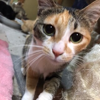 大人しくてお茶目な三毛猫さん！マリンちゃん♡