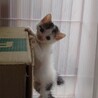 里親決定。捨てられていたりんたろう君 サムネイル6