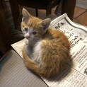 オスの子猫を保護しています