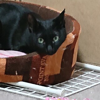 怖がりだけど甘えた、美しい黒猫ルーナ