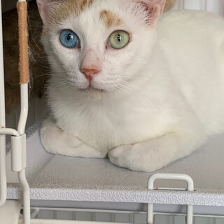 1歳位　茶白のオッドアイ　うずらくん