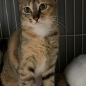 1歳位　サビキジ　可愛いうららちゃん
