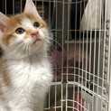 白多めの茶白くん、人懐っこくて可愛いです♪