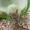 ゴールデンハムスター　４月１４日生まれ