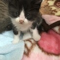 とっても可愛い赤ちゃん猫です♡