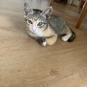 毎日元気に遊ぶ猫です