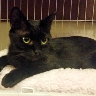 月ちゃん…里親さん決まりました