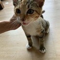 人懐っこい猫です