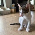 白と黒の柄が可愛い猫