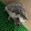 ハリネズミ里親募集