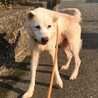 譲渡されました！！ サムネイル3