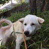 譲渡されました！！ サムネイル4