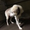 譲渡されました！！ サムネイル5