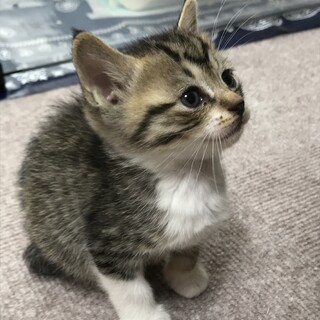 雑種キジトラ2ヶ月可愛いです！