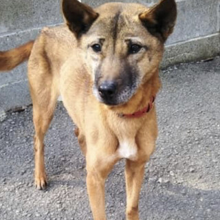 里親様決定しました！ありがとうございました✨