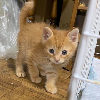 可愛い茶トラ4兄妹