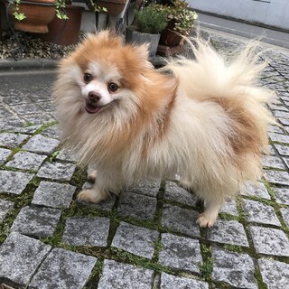 3.5kgの男の子　人も犬もOK