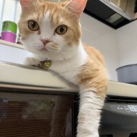 むぎ