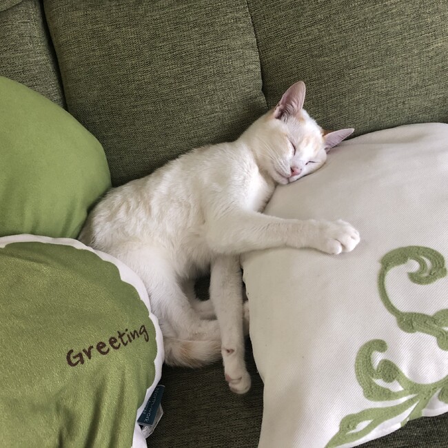 グレーテルのカバー写真