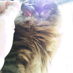 「クロユリは猫のお尻の臭い!?」サムネイル2