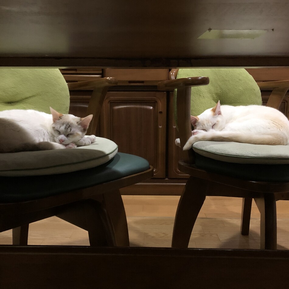 フィガロのカバー写真