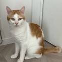 白茶色 おとこのこ
