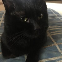 シロ