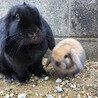 ロップのちびちゃん