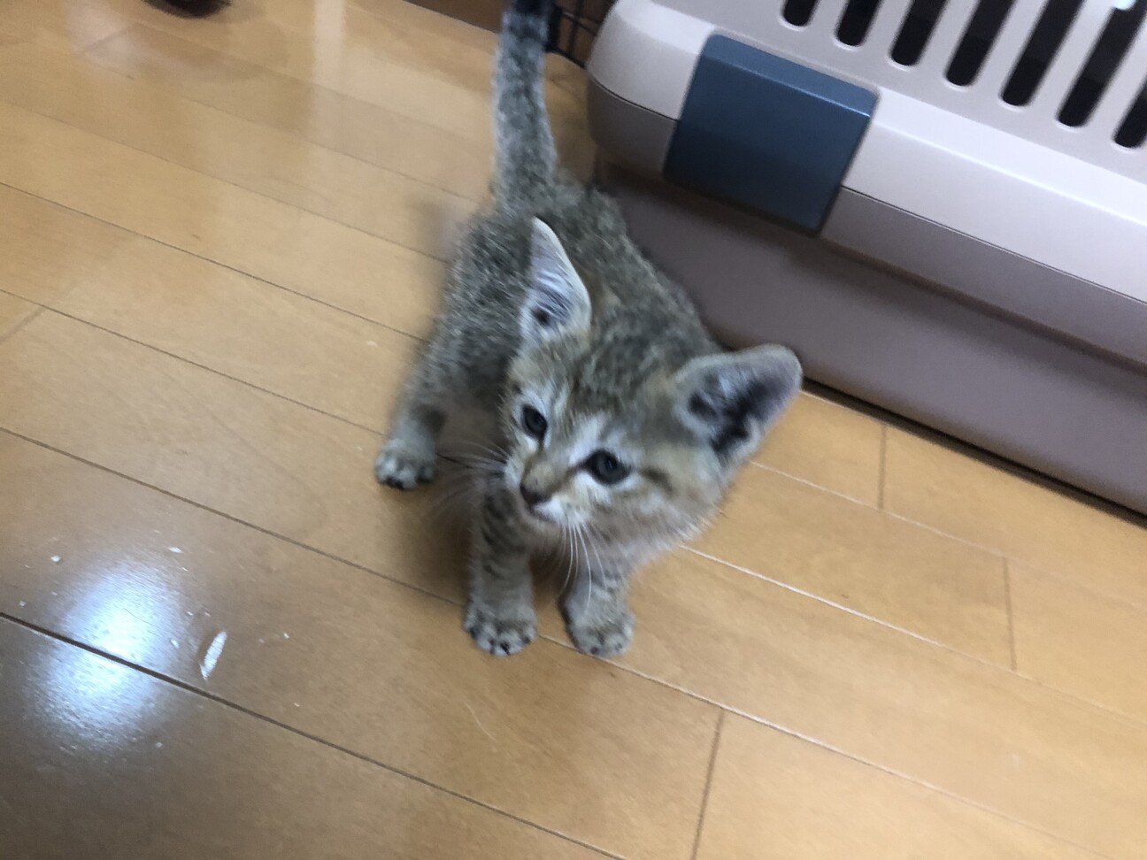 睨む猫 河川敷にて mqdefault.jpg