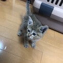 淀川河川敷にて発見した子猫の里親募集します