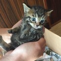 雑種オス 生後1〜2ヶ月