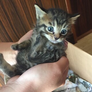 雑種オス 生後1〜2ヶ月