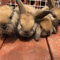 ロップイヤー　赤ちゃん