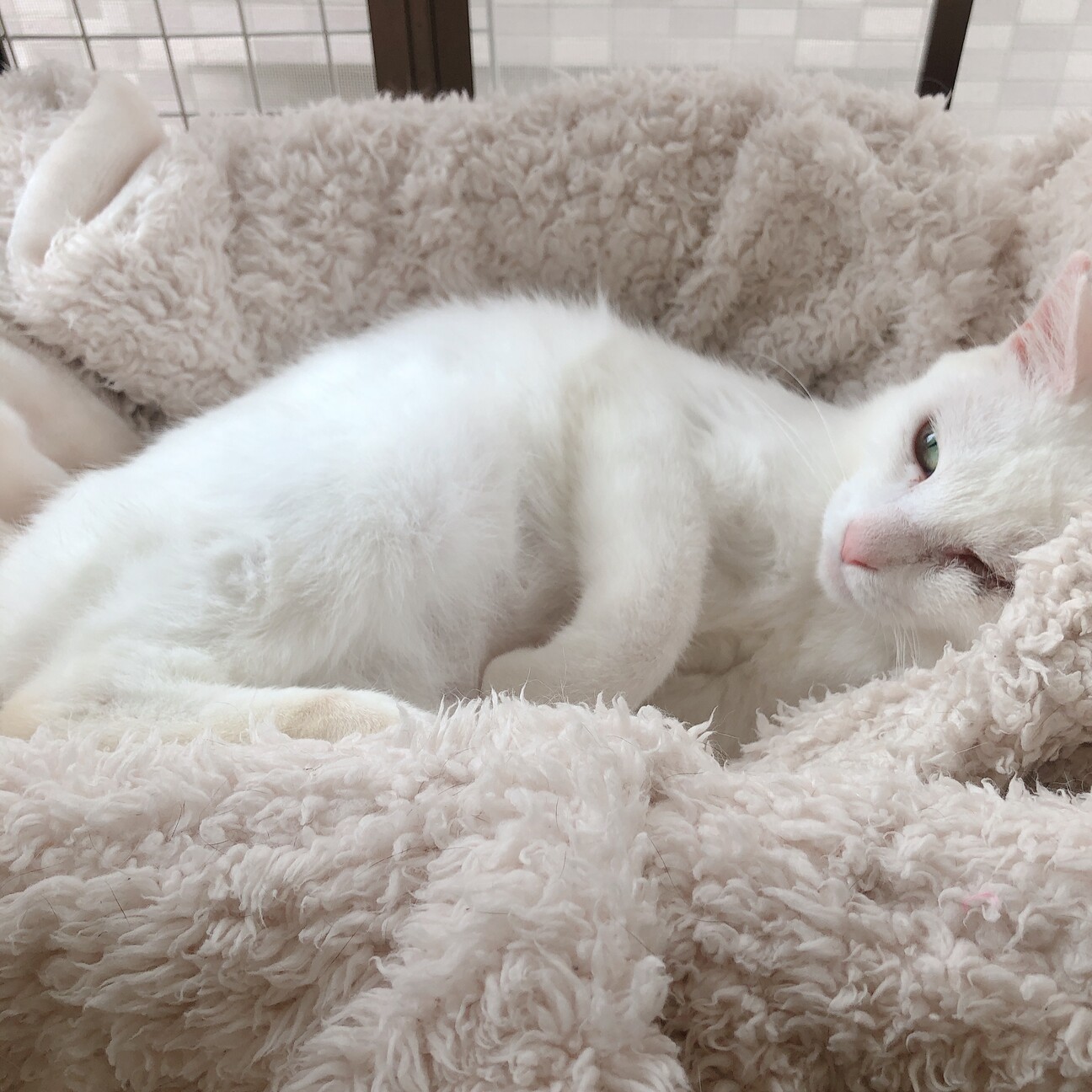プロフ画像の子猫里親募集中です✨譲渡 里親希望者様にお知らせです🐾】10月16日は譲渡会です🐱 | Cat Space