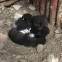 黒色と白黒の、生後1週間の猫ちゃん4匹