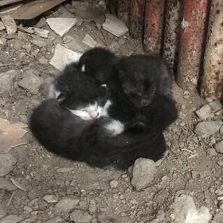 黒色と白黒の、生後1週間の猫ちゃん4匹