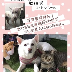 「愛おしいマメ野犬、万里君→譲渡決定！」サムネイル2