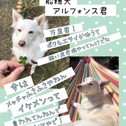 「愛おしいマメ野犬、万里君→譲渡決定！」サムネイル3