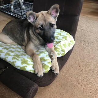 里親決定しました、生後５か月♀