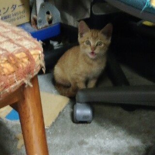 緊急! 助けて下さい! 茶トラ子猫　２ヶ月