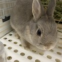 うさぎ　ネザーランドドワーフ